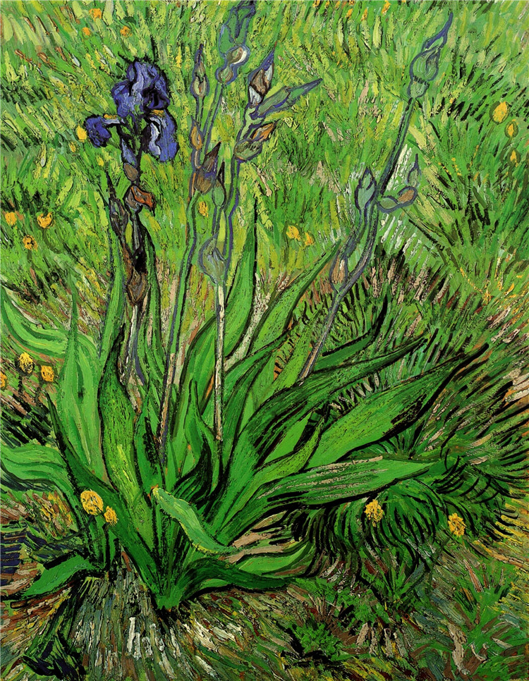 The Iris Vincent Willem Van Gogh Oil Painting